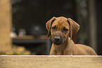 Rhodesian Ridgeback Portrait