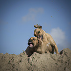 spielende Rhodesian Ridgebacks