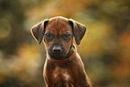 Rhodesian Ridgeback Welpe Portrait