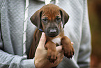 Mensch mit Rhodesian Ridgeback Welpe