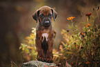 Rhodesian Ridgeback Welpe