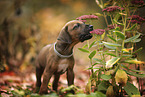 stehender Rhodesian Ridgeback Welpe