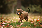 laufender Rhodesian Ridgeback Welpe