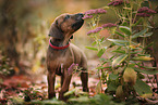 stehender Rhodesian Ridgeback Welpe