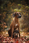 sitzende Rhodesian Ridgebacks