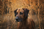 Rhodesian Ridgeback Portrait