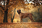 stehender Rhodesian Ridgeback