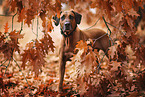 stehender Rhodesian Ridgeback