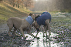 stehende Rhodesian Ridgebacks