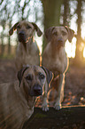 stehende Rhodesian Ridgeback