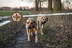 laufende Rhodesian Ridgebacks