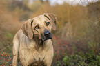 Rhodesian Ridgeback