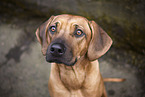Rhodesian Ridgeback Portrait