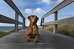 liegender Rhodesian Ridgeback