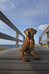 liegender Rhodesian Ridgeback