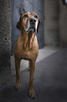 stehender Rhodesian Ridgeback