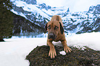 stehender Rhodesian Ridgeback