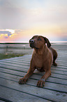 liegender Rhodesian Ridgeback