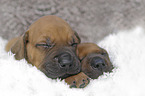 Rhodesian Ridgeback Welpen