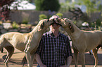 Mann mit Rhodesian Ridgeback