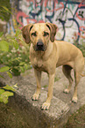 stehender Rhodesian Ridgeback