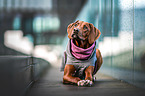 liegender Rhodesian Ridgeback