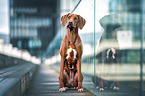 sitzender Rhodesian Ridgeback