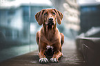 liegender Rhodesian Ridgeback