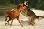 2 Hunde