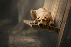 liegender Rhodesian Ridgeback