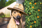 Rhodesian Ridgeback Portrait