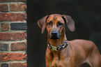 Rhodesian Ridgeback Portrait