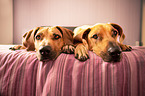 2 Rhodesian Ridgebacks