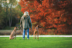 2 Rhodesian Ridgebacks