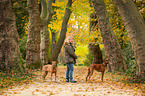 2 Rhodesian Ridgebacks