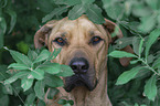 Rhodesian Ridgeback Portrait