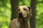 Rhodesian Ridgeback Portrait