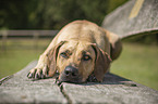 liegender Rhodesian Ridgeback