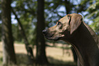 Rhodesian Ridgeback Portrait