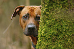 Rhodesian Ridgeback Portrait