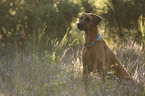 sitzender Rhodesian Ridgeback