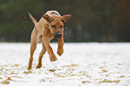 rennender Rhodesian Ridgeback Welpe