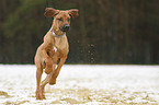 rennender Rhodesian Ridgeback Welpe