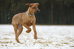 rennender Rhodesian Ridgeback Welpe