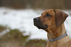 Rhodesian Ridgeback Welpe Portrait