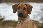 Rhodesian Ridgeback Welpe Portrait