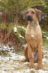 sitzender Rhodesian Ridgeback Welpe