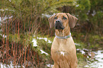 Rhodesian Ridgeback Welpe