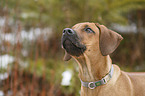 Rhodesian Ridgeback Welpe Portrait