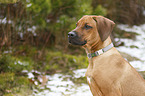 Rhodesian Ridgeback Welpe Portrait